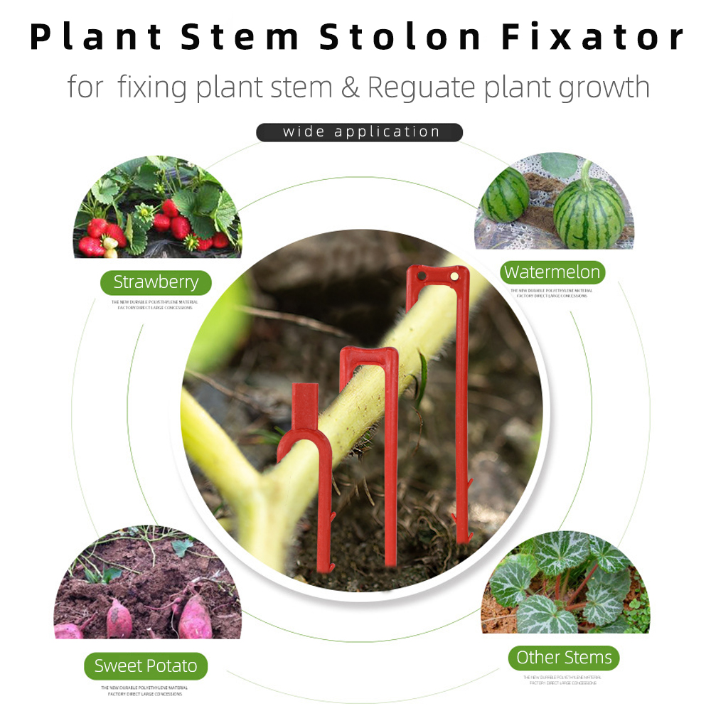 20-50PCS Strawberry Planting F - Plant Parent review and price